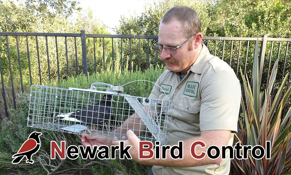 Newark Bird Control